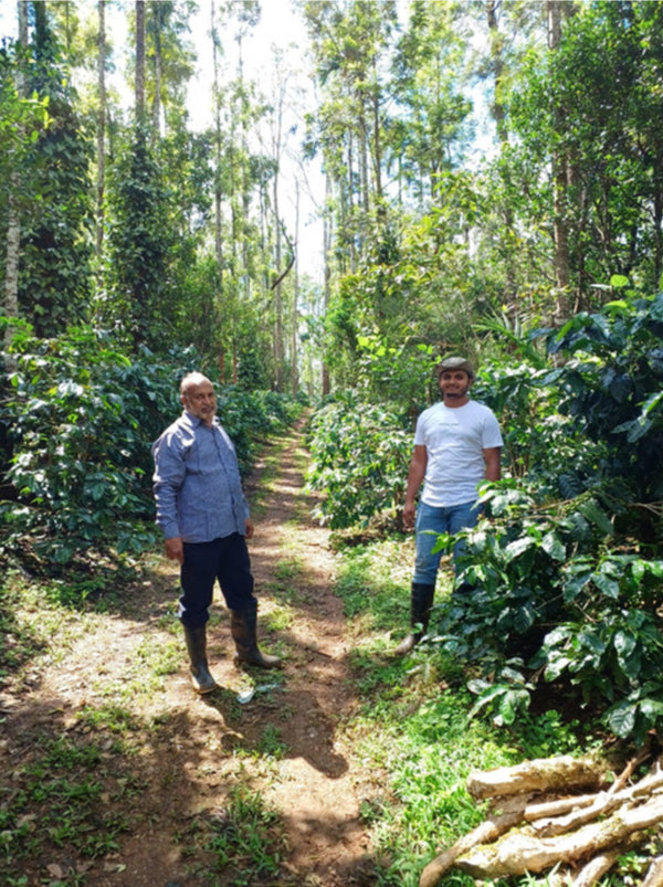 India - Hospura Estate - Monkeyboard Coffee