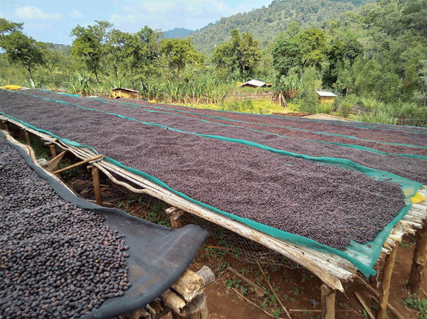 Ethiopia - Koke Shalaye Supernatural - Monkeyboard Coffee