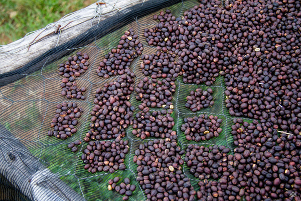 Rwanda Rugali - Monkeyboard Coffee