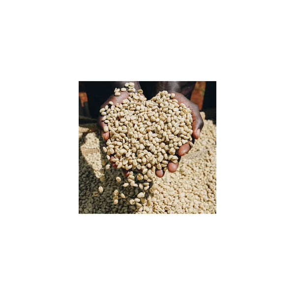 Ethiopia - Koke Shalaye washed - Monkeyboard Coffee