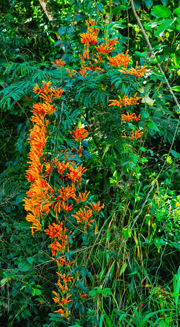 Brazil - Gesha Honey Microlot - Monkeyboard Coffee