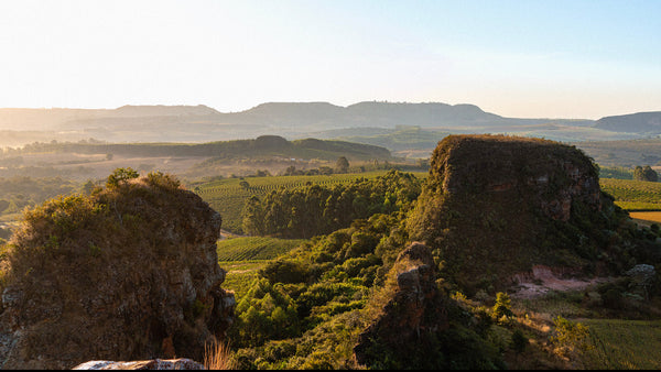 Brazil - Gesha Honey Microlot - Monkeyboard Coffee