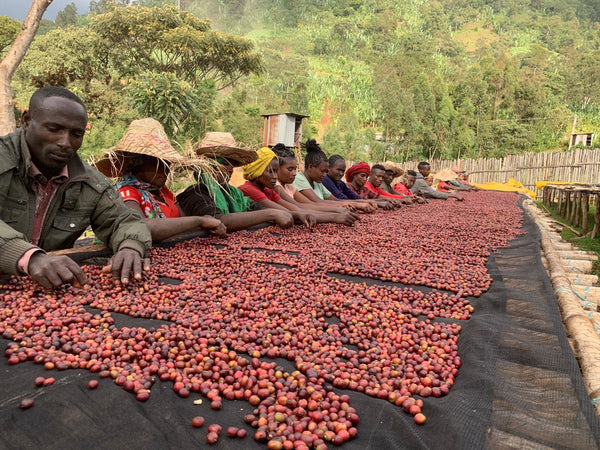 Decaf - Ethiopia, Sparkling Water Process - Monkeyboard Coffee