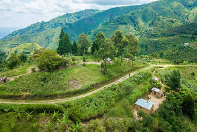 Uganda Kisinga - Monkeyboard Coffee