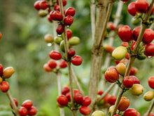 Load image into Gallery viewer, Colombian coffee, coffee plant, coffee bean, flat white, espresso

