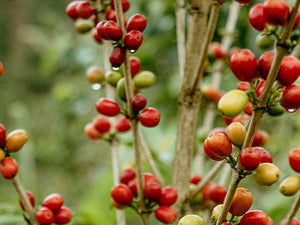 Colombian coffee, coffee plant, coffee bean, flat white, espresso