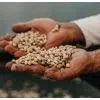 Colombia - Planadas Organic