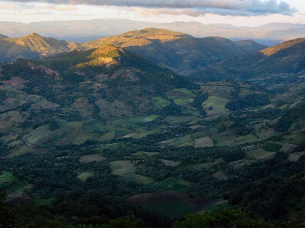 Nicaragua - Finca Buena Vista - Monkeyboard Coffee