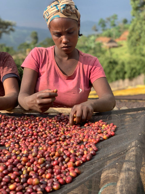 Decaf - Ethiopia, Sparkling Water Process