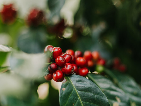 Guatemala - El Templo - Monkeyboard Coffee